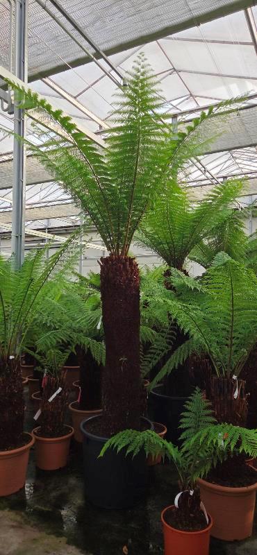 Dicksonia antarctica
