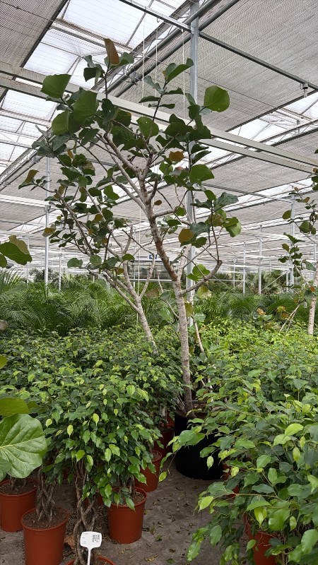 Coccoloba uvifera