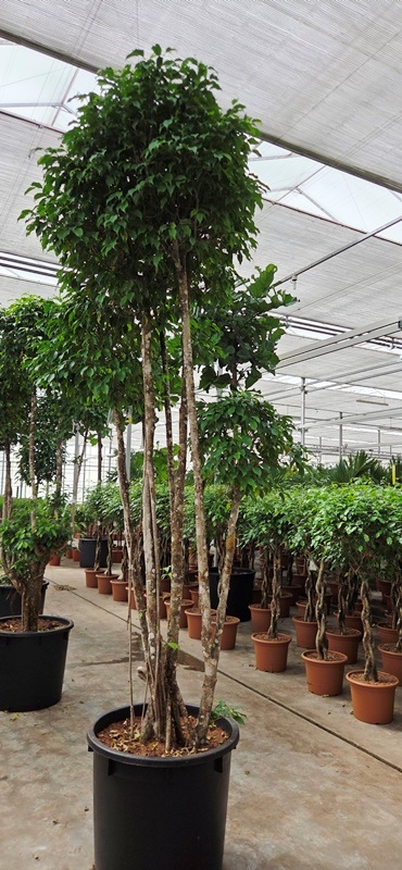 Ficus Columnar