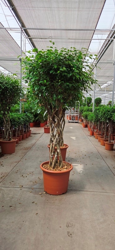 Ficus Exotica