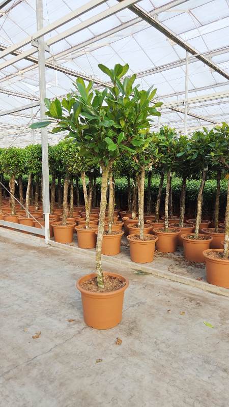 Ficus Cyathistipula