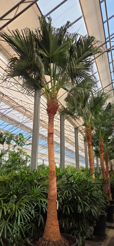 Livistona Chinensis