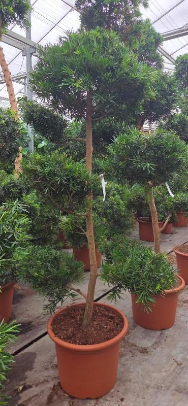 Podocarpus macrophylla