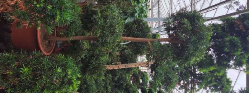 Podocarpus macrophylla