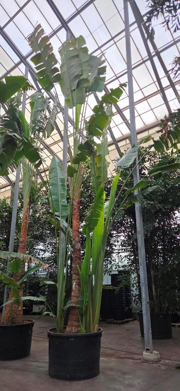 Ravanala madagascariensis