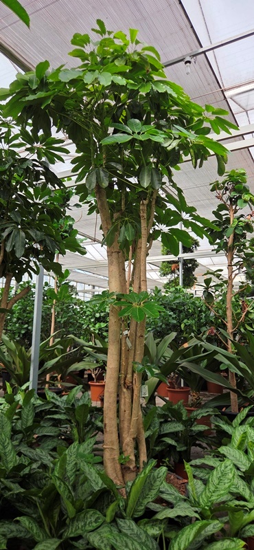 Schefflera Amate