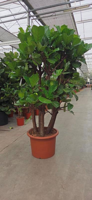 Ficus lyrata