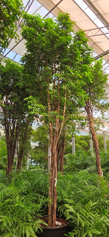 Ficus Columnar