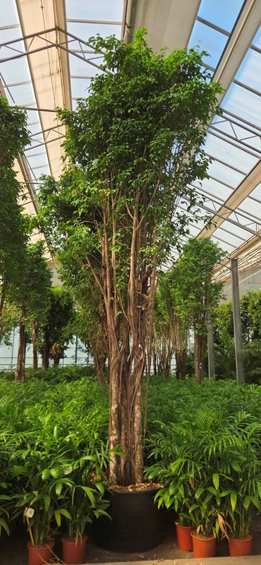 Ficus Columnar 3 pp