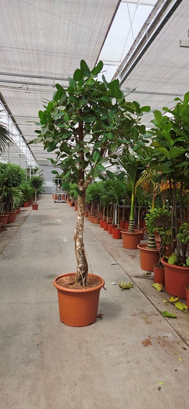 Ficus benghalensis