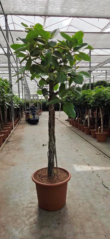 Ficus altissima