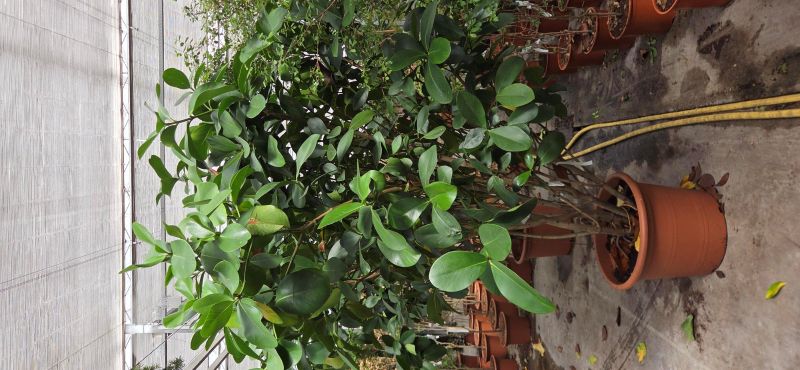 Clusea rosea