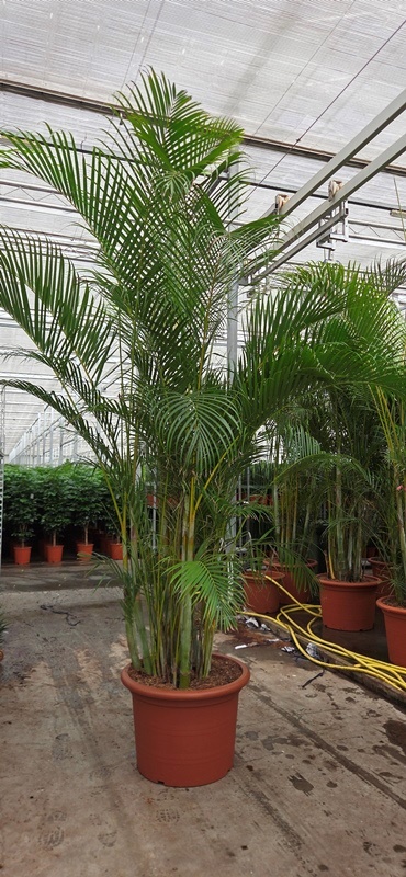 Dypsis lutescens (Areca)