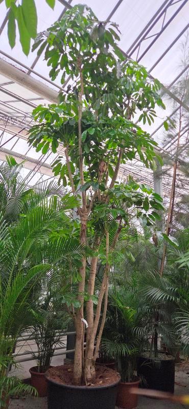 Schefflera Amate
