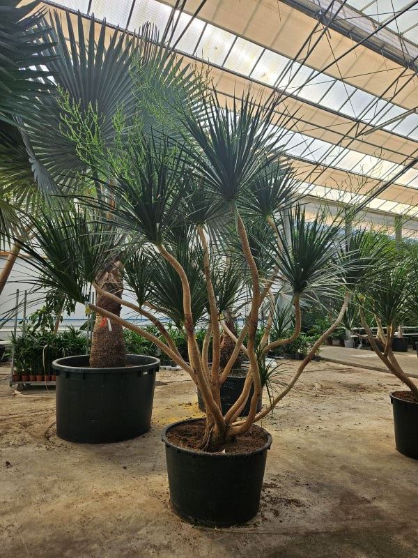 Dracaena draco