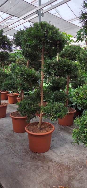 Podocarpus macrophylla