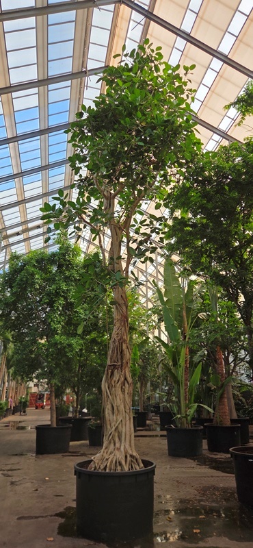Ficus benghalensis