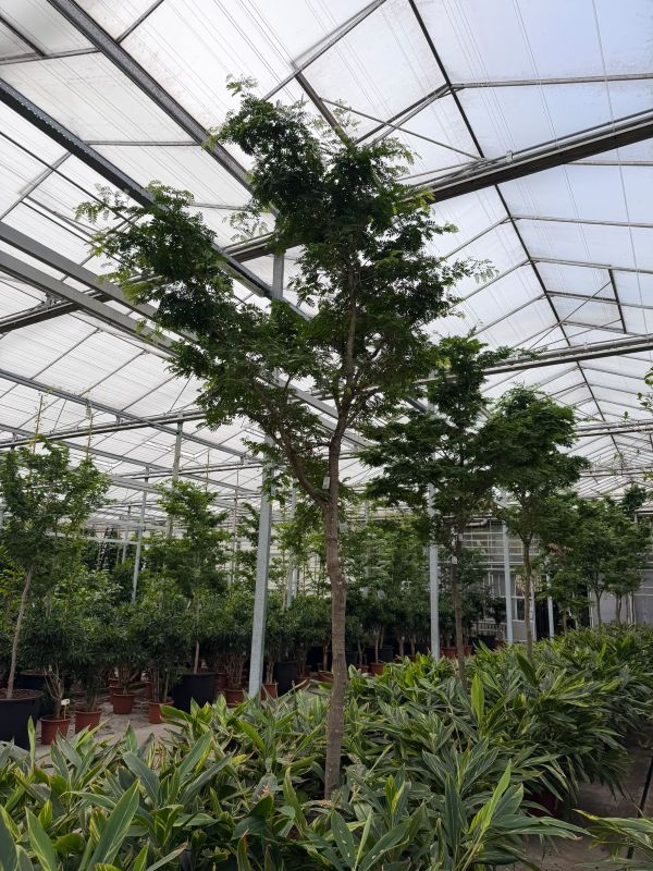 Bulnesia arborea