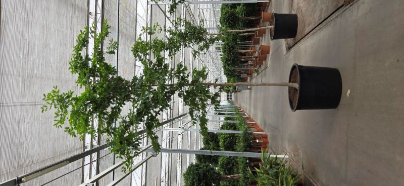 Bulnesia arborea