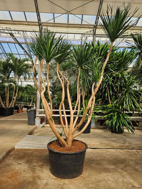 Dracaena draco