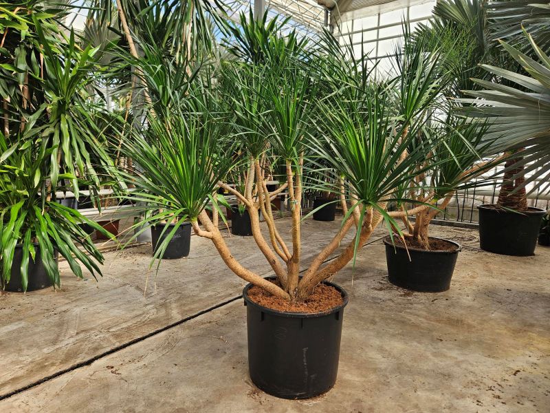 Dracaena draco
