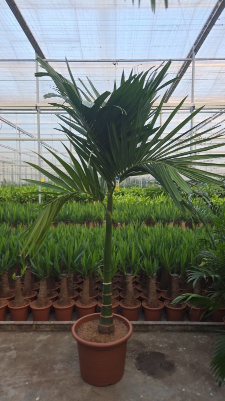 Areca catechu