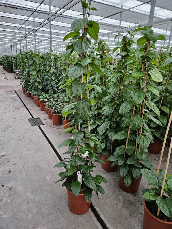 Clerodendron Thompson