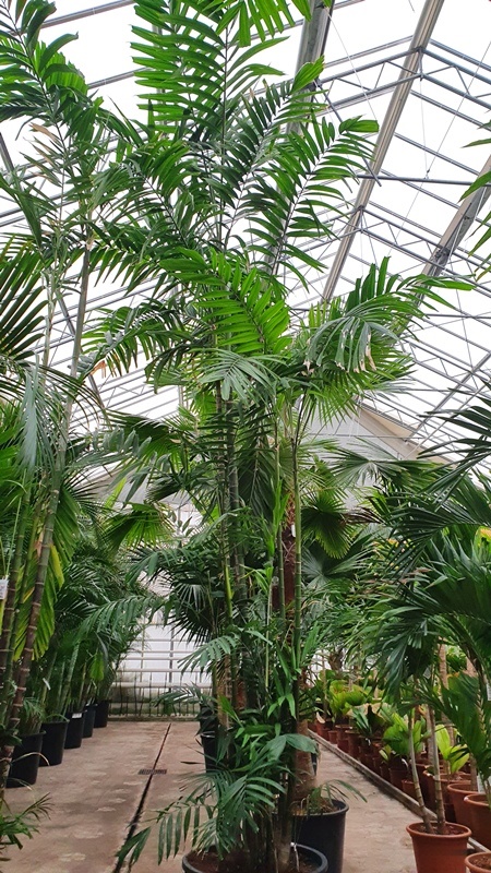 Ptychosperma macarthurii