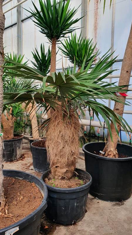 Coccothrinax crinita