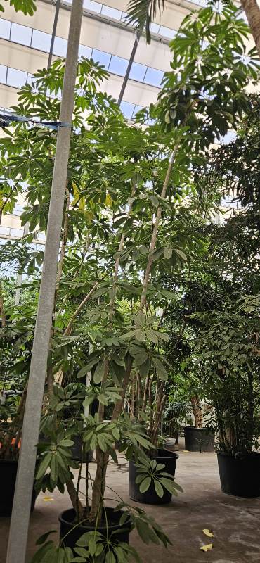 Schefflera Amate