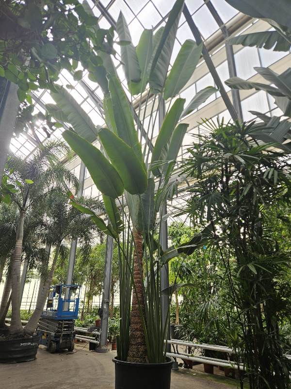 Ravenala madagascariensis
