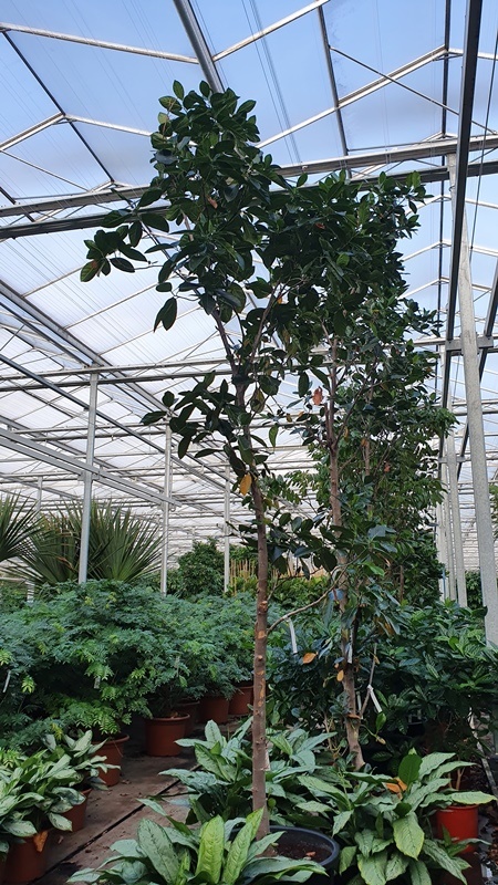 Artocarpus heterophyllus