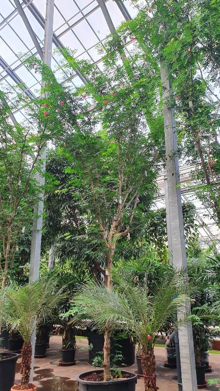 Calliandra emarginata