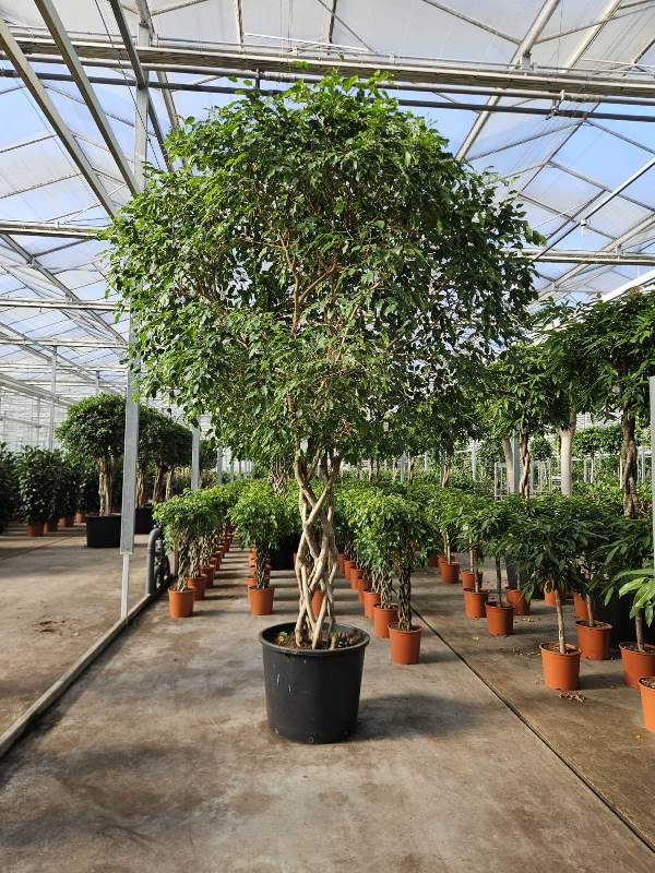Ficus benjamina Exotica