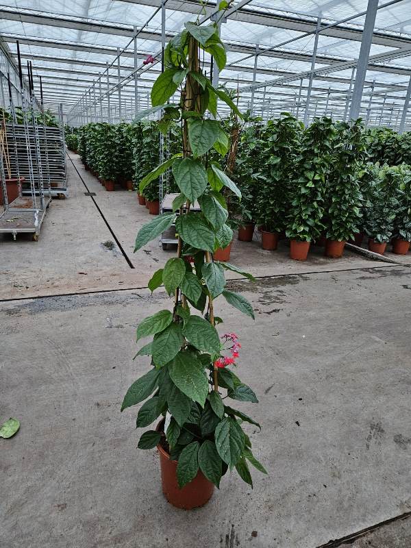 Clerodendron Splendis