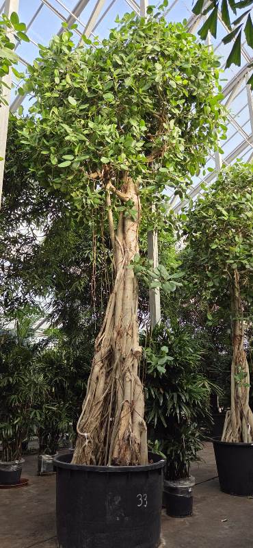 Ficus benghalensis