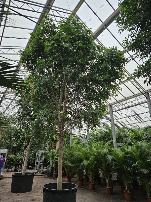 Ficus Nitida