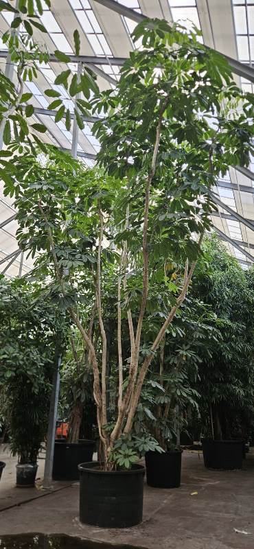 Schefflera Amate