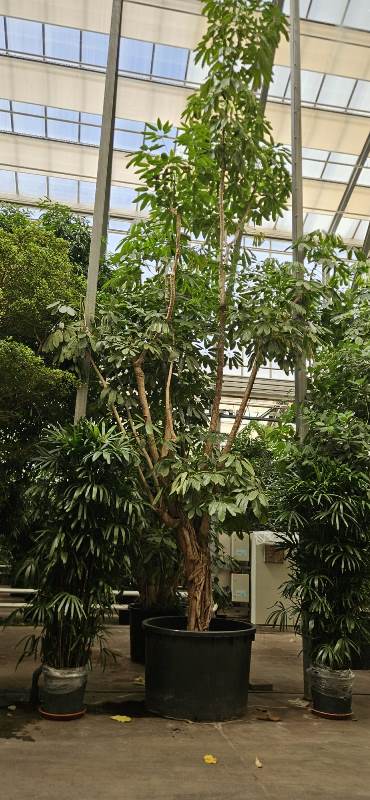 Schefflera Amate