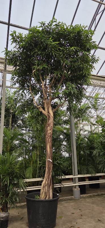 Ficus Alii
