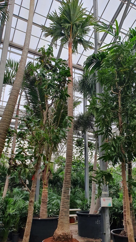 Livistona rotundifolia