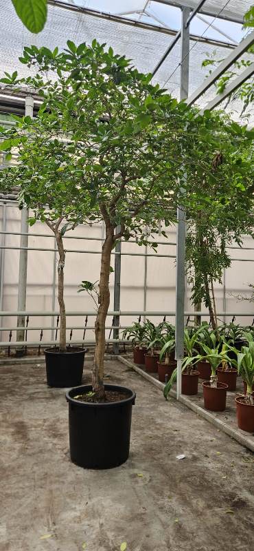 Tabernaemontana corymbosa