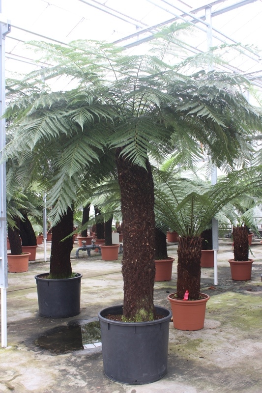 Dicksonia antarctica