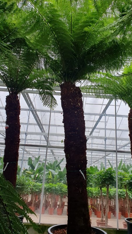 Dicksonia antarctica