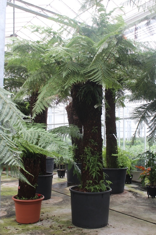 Dicksonia antarctica