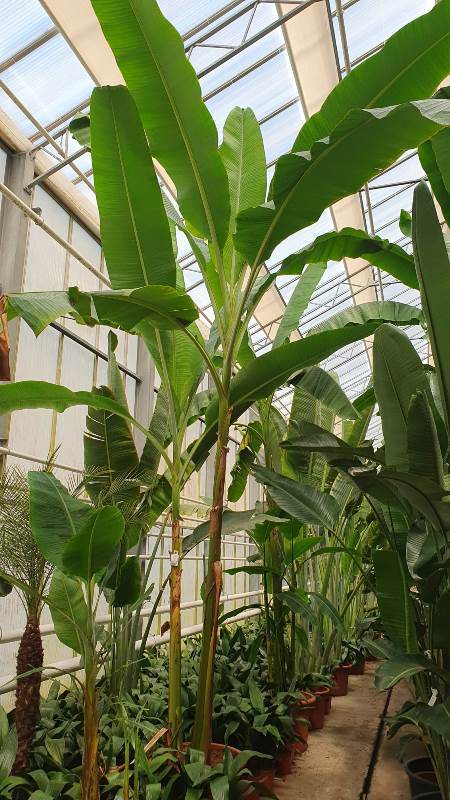Musa acuminata