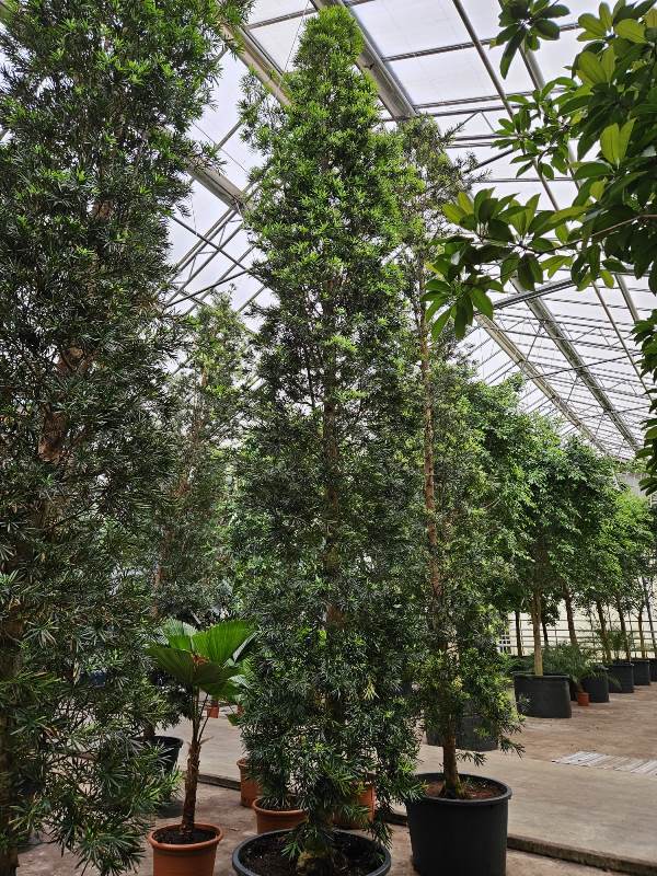 Podocarpus macrophylla