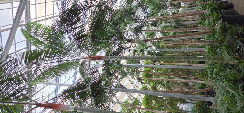 Dypsis lasteliana