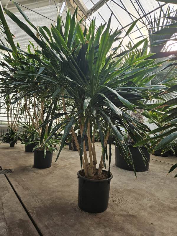 Dracaena Gymea