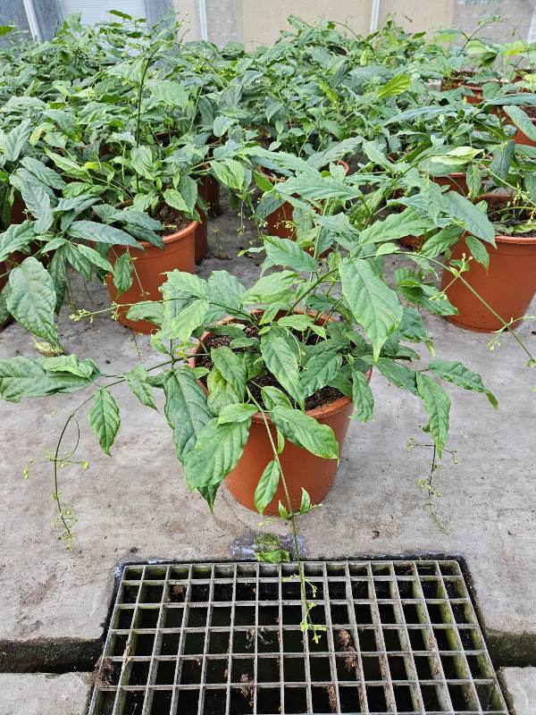 clerodendrum smithianum